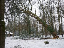 Werner Schlegel Bildhauer Niederntudorf Paderborn Holz Tip Tapping